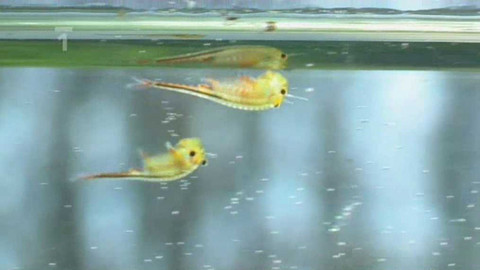 Živé srdce Evropy - Žábronožka sněžní