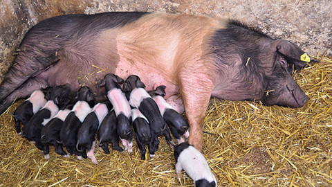 Malá farma - Joklíkova jedenáctka