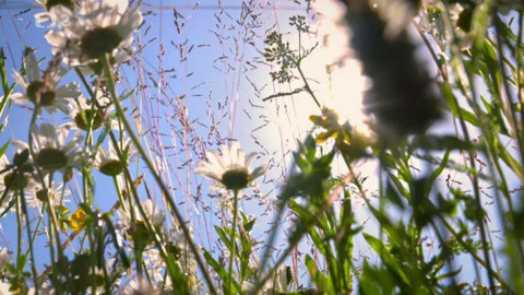 Nedej se! - Věčná síla semen