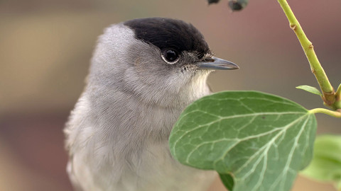 Tajemství migrace v přírodě - 3. Pěnice černohlavá