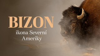 Bizon - ikona Severní Ameriky