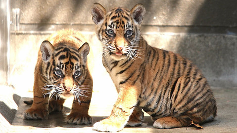 Příběhy zvířecích miminek - Epizoda 28/28