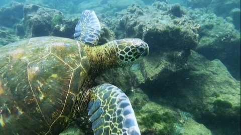 Dobrodružství vědy a techniky - Darwinův odkaz - národní park Galapágy