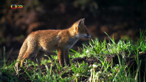 V divočině, tam to žije - Epizoda 3/40