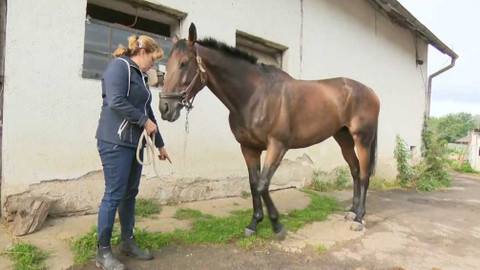 Velká pardubická - Před Velkou pardubickou 2017