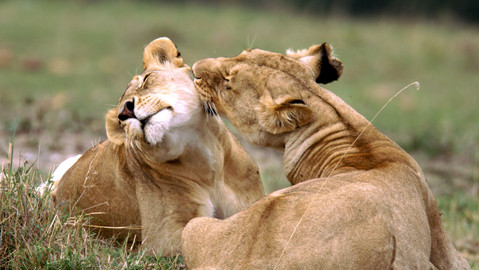 Věk kočkovitých šelem - 2/3 Světovláda