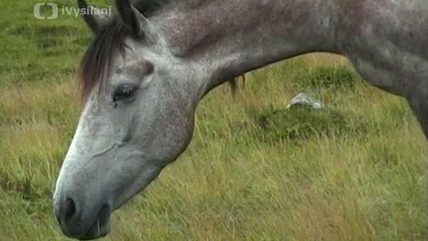 Objektiv - 29. ledna 2006