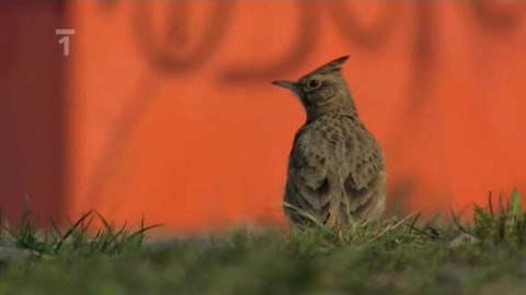 Živé srdce Evropy - Chocholouš obecný