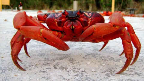 GEO 360° - Krabi útočí