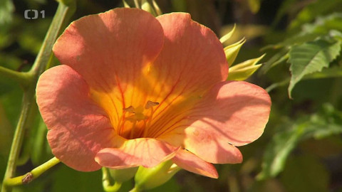 Hobby naší doby - 15. června 2019