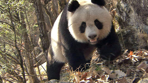 Hvězdy zvířecí říše - 7/32 Nejroztomilejší stvoření