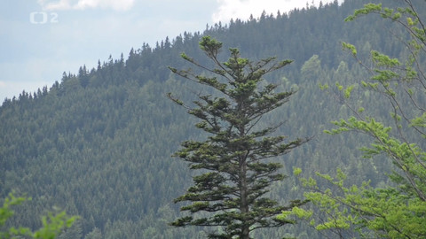 Minuty z Krkonoš - Návrat jedle do krkonošských lesů