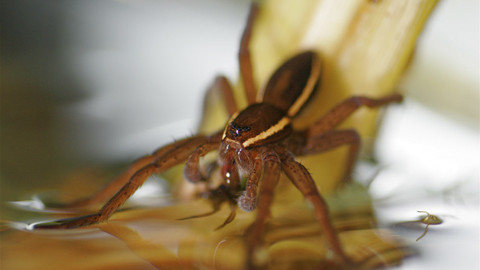 60 zvířecích zabijáků - Epizoda 13/20