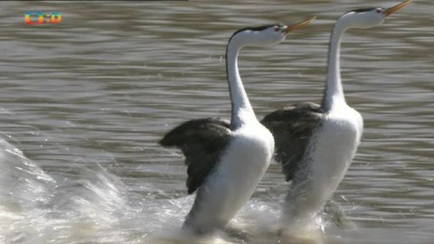 Hvězdy zvířecí říše - 22/32 Nejlepší tanečníci