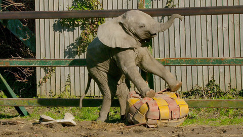 Pozoruhodný svět mláďat - Epizoda 5/6