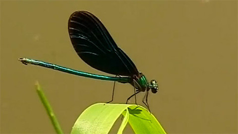 Příběhy o telátku - Epizoda 6/7