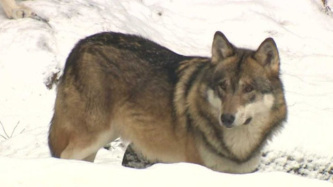 Regiony ČT24 - 11. prosince 2021