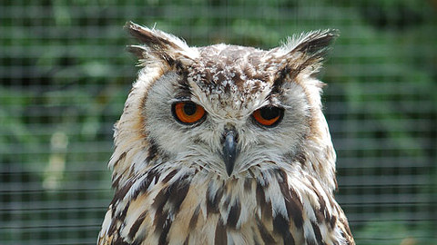 Můj mazlíček - 9/26 Joyce a její sova