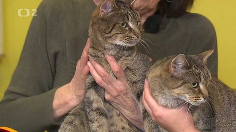 Chcete mě? - Chcete je?