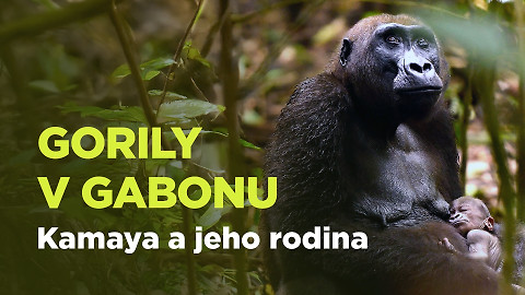 Gorily v Gabonu: Kamaya a jeho rodina