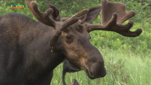 Hvězdy zvířecí říše - 21/32 Tvor s největšími parohy