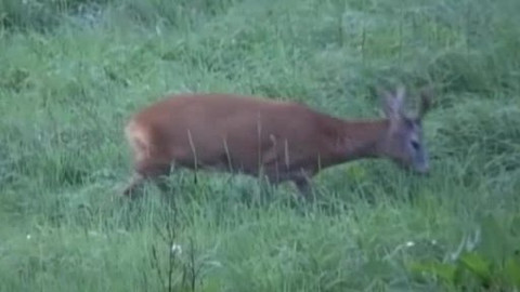 Tisíc let české myslivosti - 2. července 2009