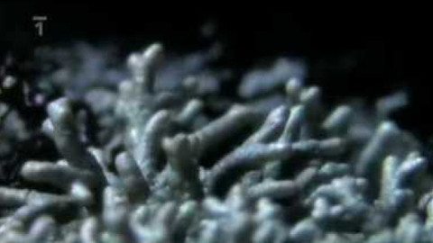 Živé srdce Evropy - Lišejník Sphaerophorus fragilis