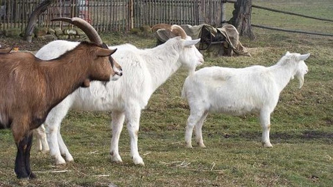 Mezi námi zvířaty - 15. března 2008