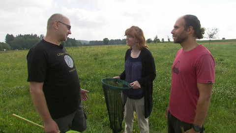 Nedej se! - Mizející čmeláci