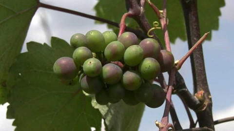 Toulavá kamera - 12. srpna 2018