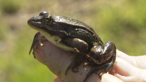 Chcete mě? - 4. června 2017