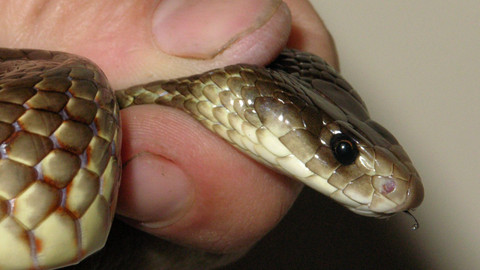 GEO 360° - Taipan – nejjedovatější had světa