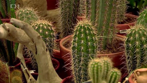 Polopatě - 8. prosince 2013