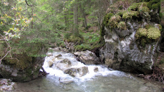 Návraty k divočině
