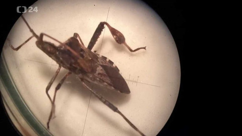 Týden v regionech (Brno) - 9. ledna 2021