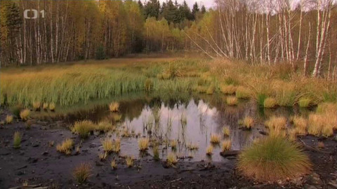 Živé srdce Evropy - Soumarské rašeliniště