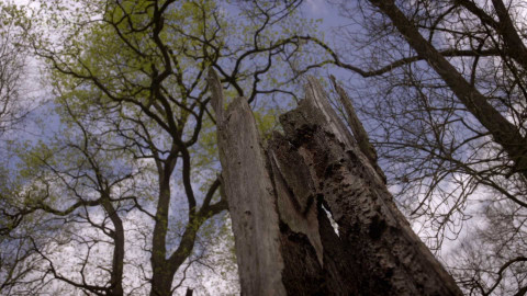 Kořeny lesa - Epizoda 20/40