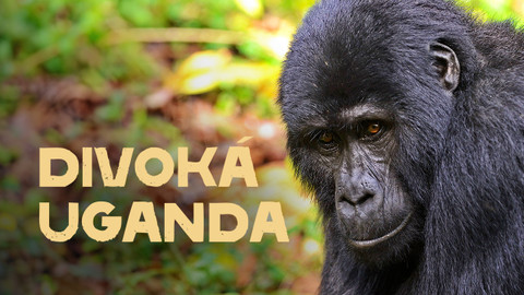Divoká Uganda