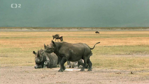 Dobrodružství vědy a techniky - Nosorožci pro Serengeti