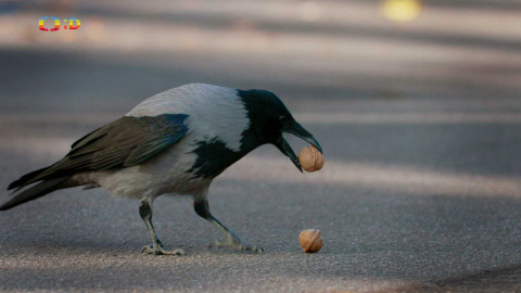 V divočině, tam to žije - Epizoda 37/40