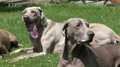 Videoatlas naší přírody - Pes přítel člověka