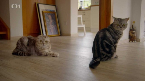 Kočka není pes - Návrat za minulými případy