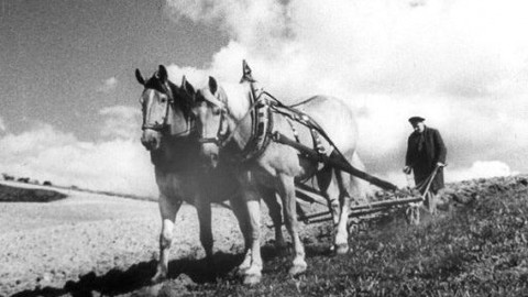 Hledání ztraceného času - Výjevy z válečného zemědělství (5)