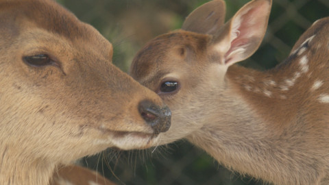 Darwinův úžasný svět zvířat - 9/13 Společně napříč věky
