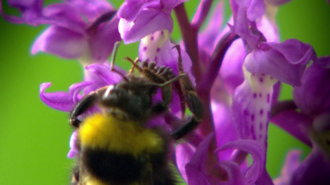 Safari z Knihy džunglí - Epizoda 8/26