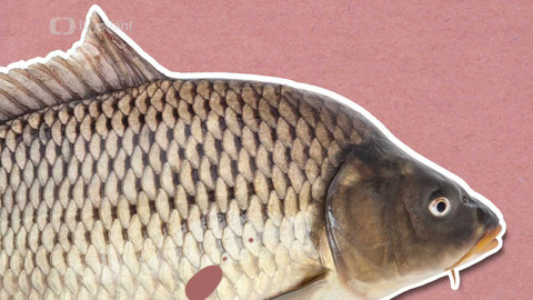 To je něco! - Jak ryby dýchají pod vodou?