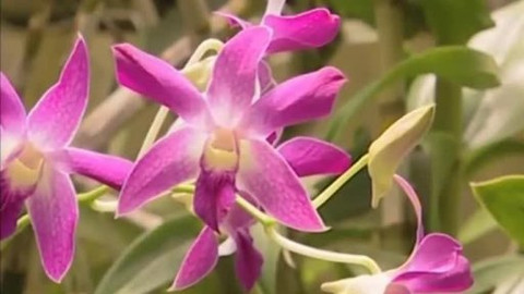 Dětská encyklopedie světa - 16/21 Květ