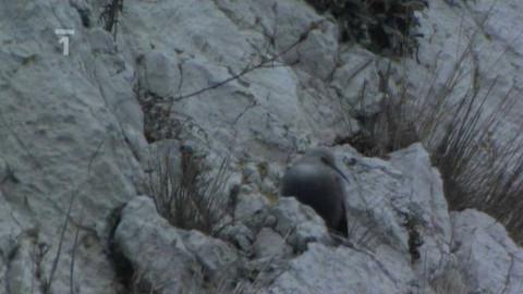 Živé srdce Evropy - Zedníček skalní