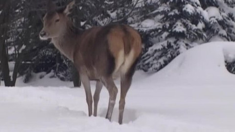 Tisíc let české myslivosti - 21. května 2009