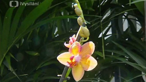 Dobrá rada nad zlato - 14. května 2006